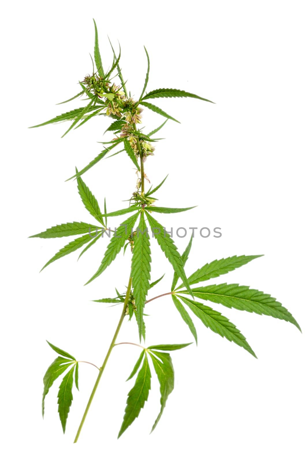 Green cannabis leaves isolated on white background. Growing medical marijuana. pharmaceutical. by JPC-PROD