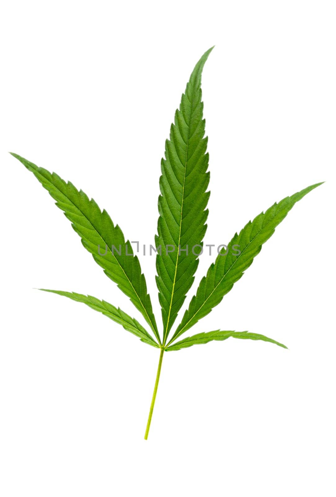 Green cannabis leaves isolated on white background. Growing medical marijuana. pharmaceutical. by JPC-PROD