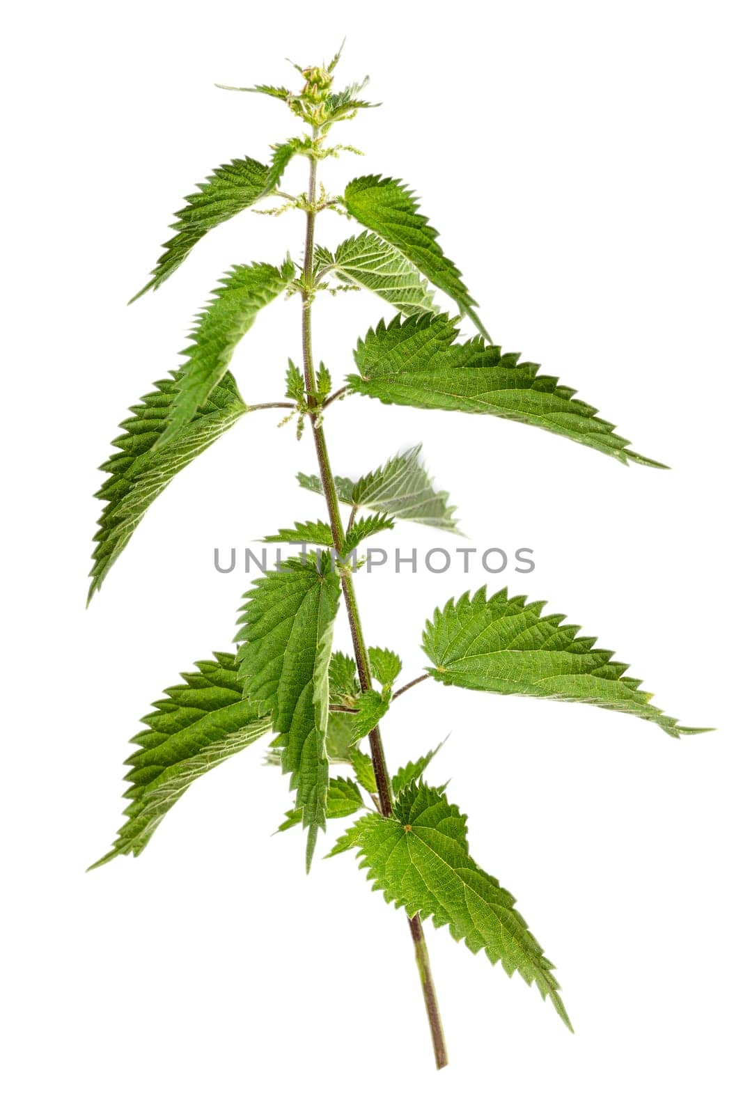 Stinging plant Urtica dioica, often known as common nettle, stinging nettle, medicinal plant on a white background.. by JPC-PROD