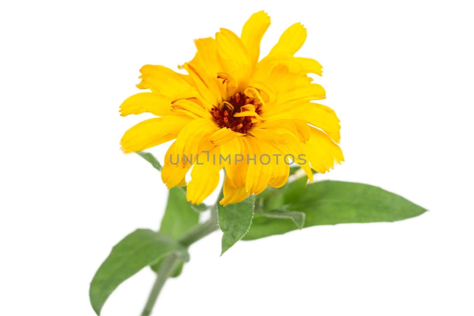 One beautiful calendula flowers with leaves isolated on a white background. Marigold flowers.
