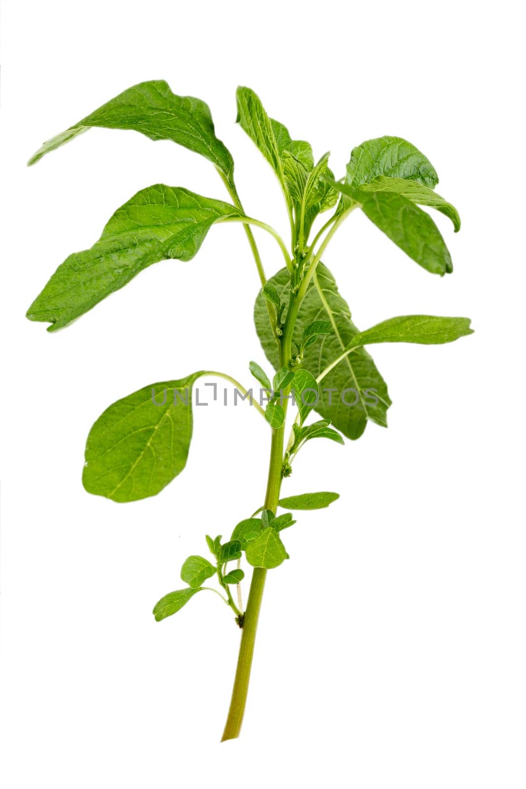 Amaranthus viridis is commonly known as the lean spinach or the green spinach. by JPC-PROD