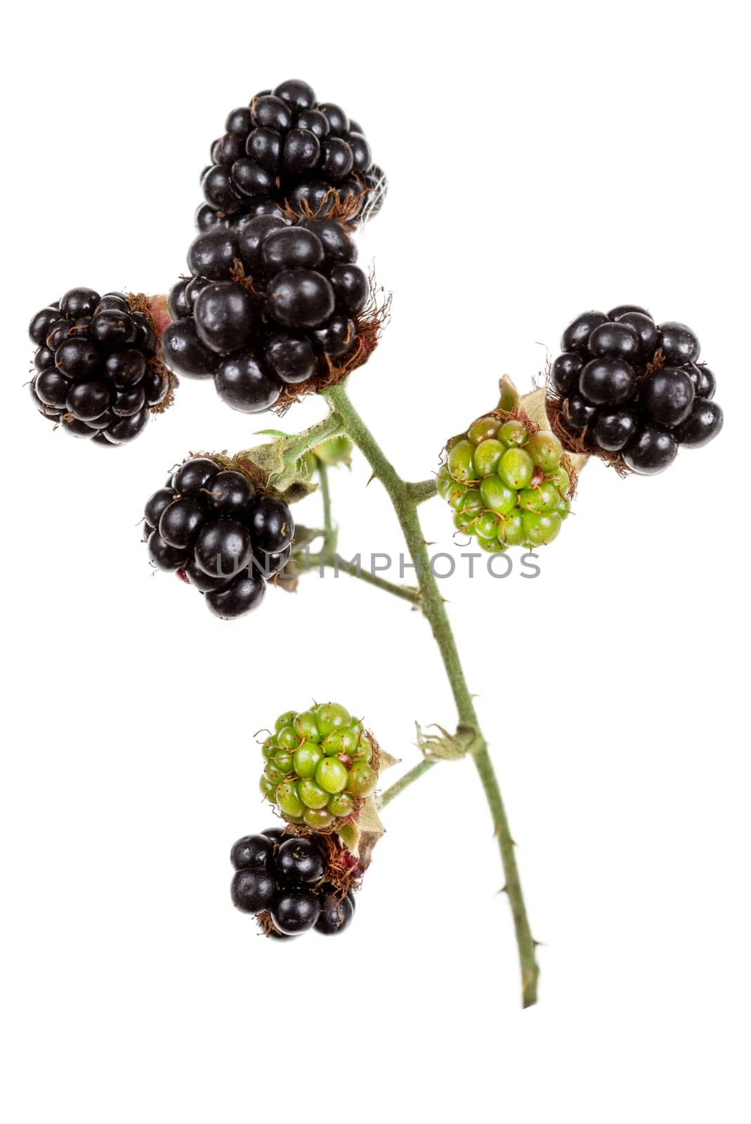 Fresh blackberries in the garden. A bunch of ripe blackberry fruits on a branch with green leaves. natural background. by JPC-PROD
