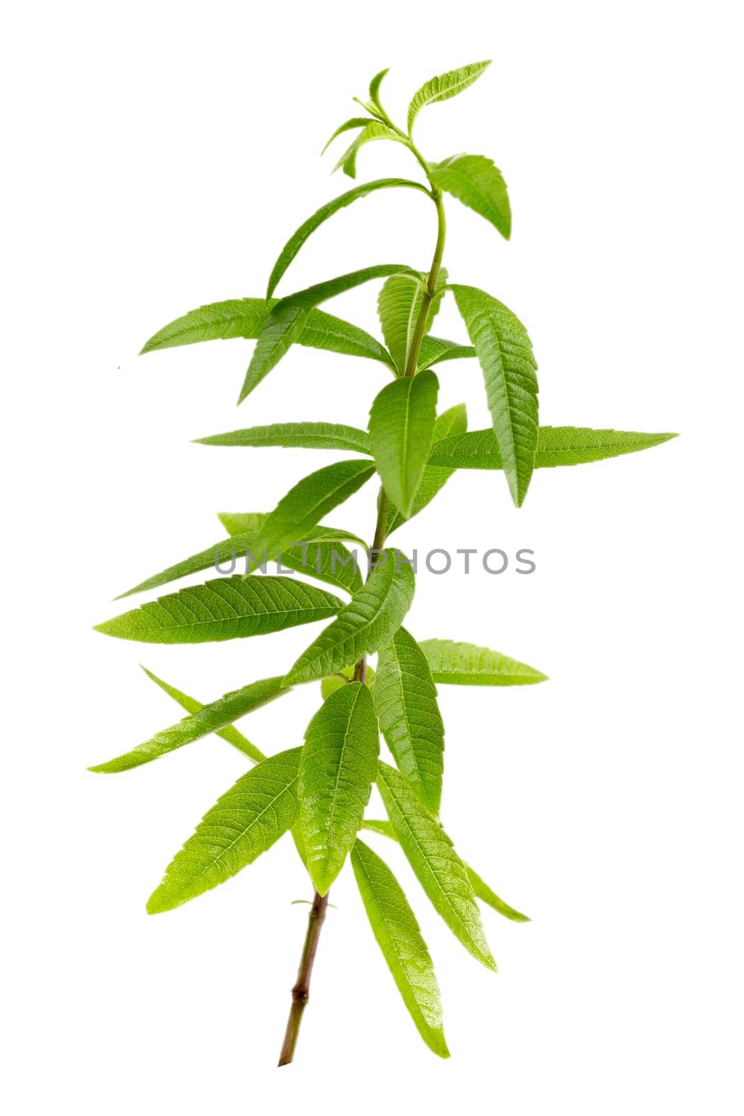 close-up of aromatic lemon verbena,scented herb for aromatic preparation on white