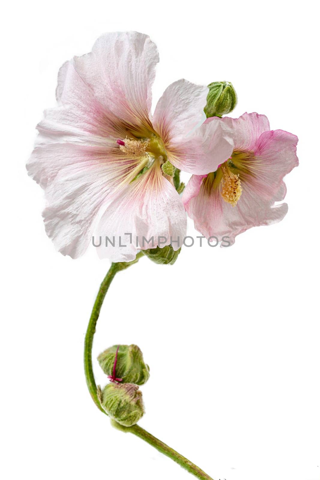 Beautiful fresh pink hollyhock flower bunch isolated on white background