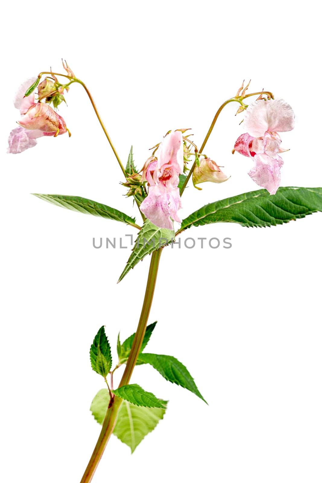 Blooming pink Impatiens glandulifera Balsamina glandulifera, Himalayan balsam, Himalaya touch-me-not, ornamental jewelweed by JPC-PROD