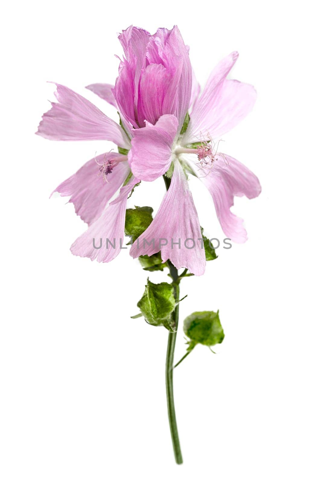 Violet Common Mallow flower Malva Sylvestris isolated on white background by JPC-PROD