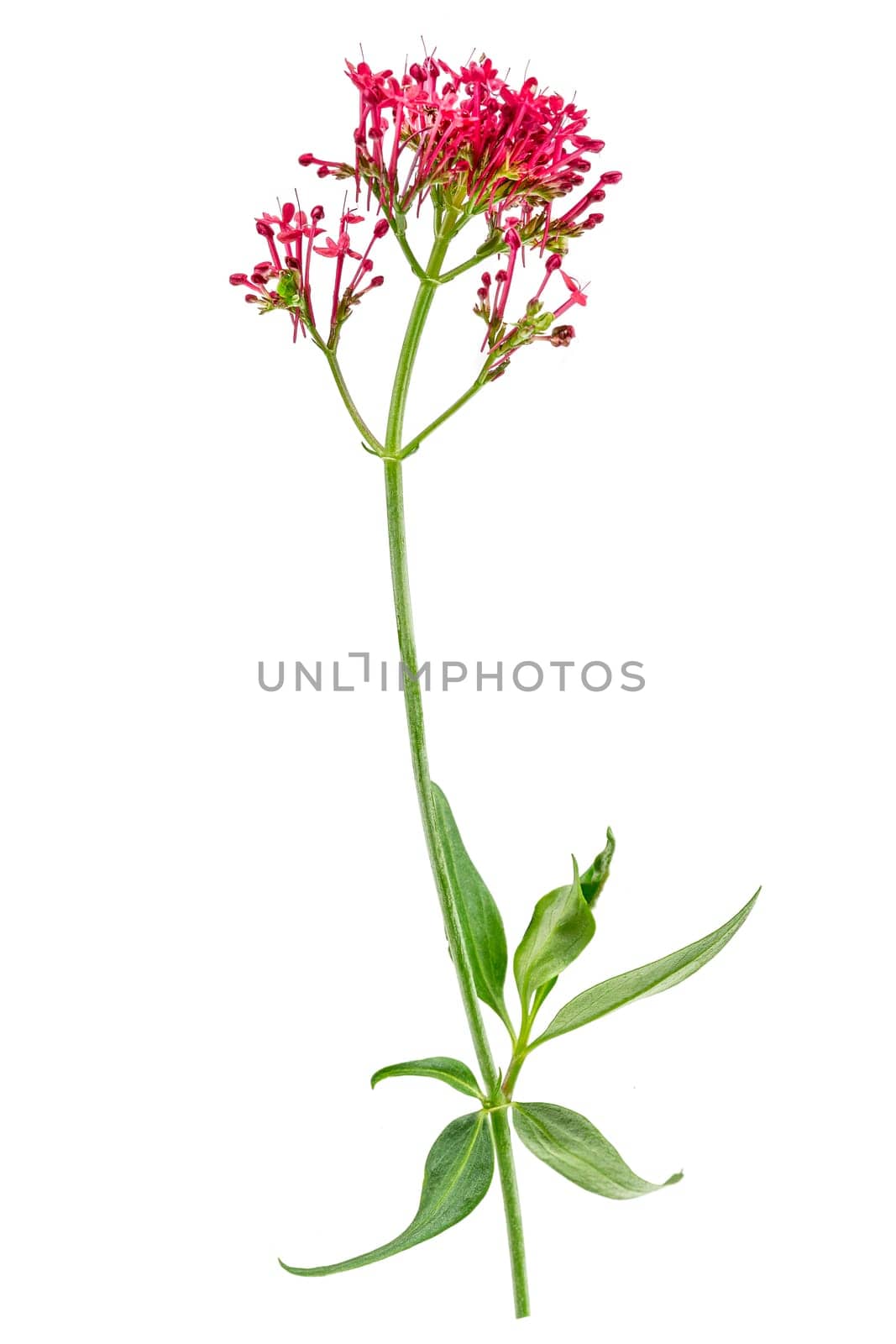 Valerian officinalis.Women's hands collect blooming valerian. Hand touches valerian flowers on white