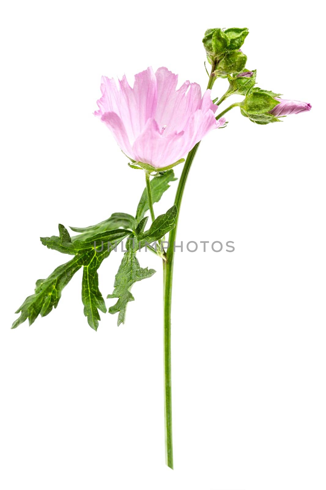 Violet Common Mallow flower Malva Sylvestris isolated on white background by JPC-PROD