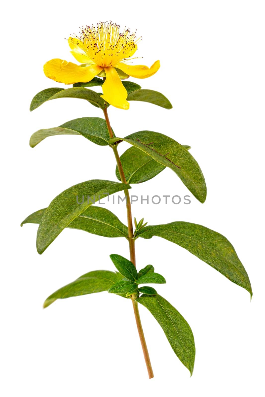 Perforate St John's-Wort Flowers Isolated on White Background.