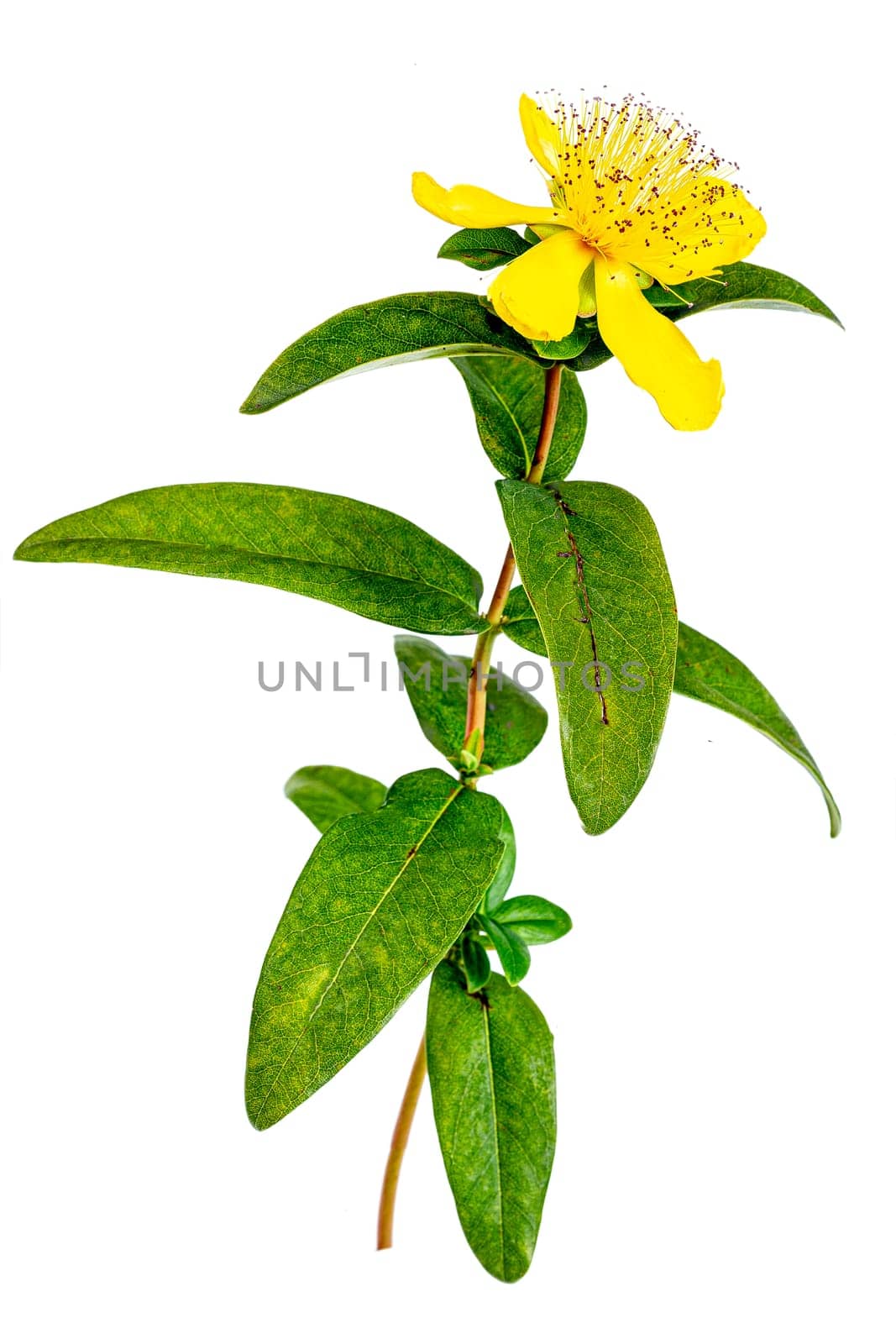Perforate St John's-Wort Flowers Isolated on White Background. yellow flowers by JPC-PROD