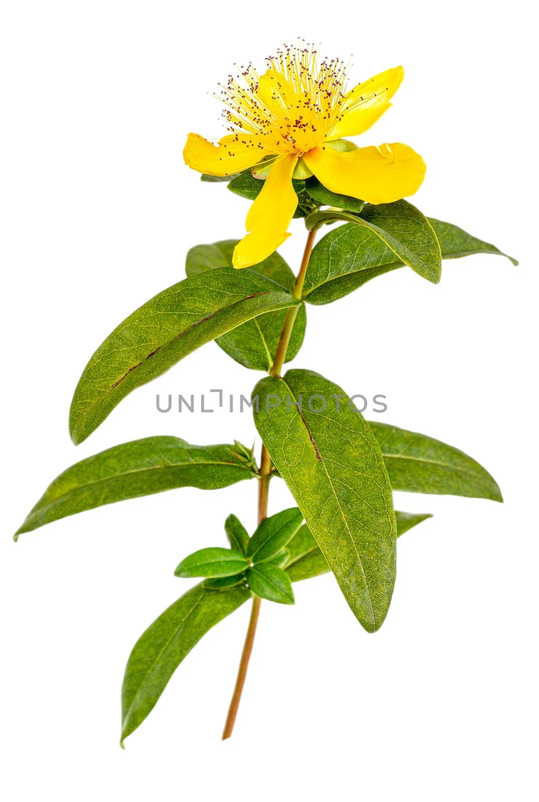 Perforate St John's-Wort Flowers Isolated on White Background.