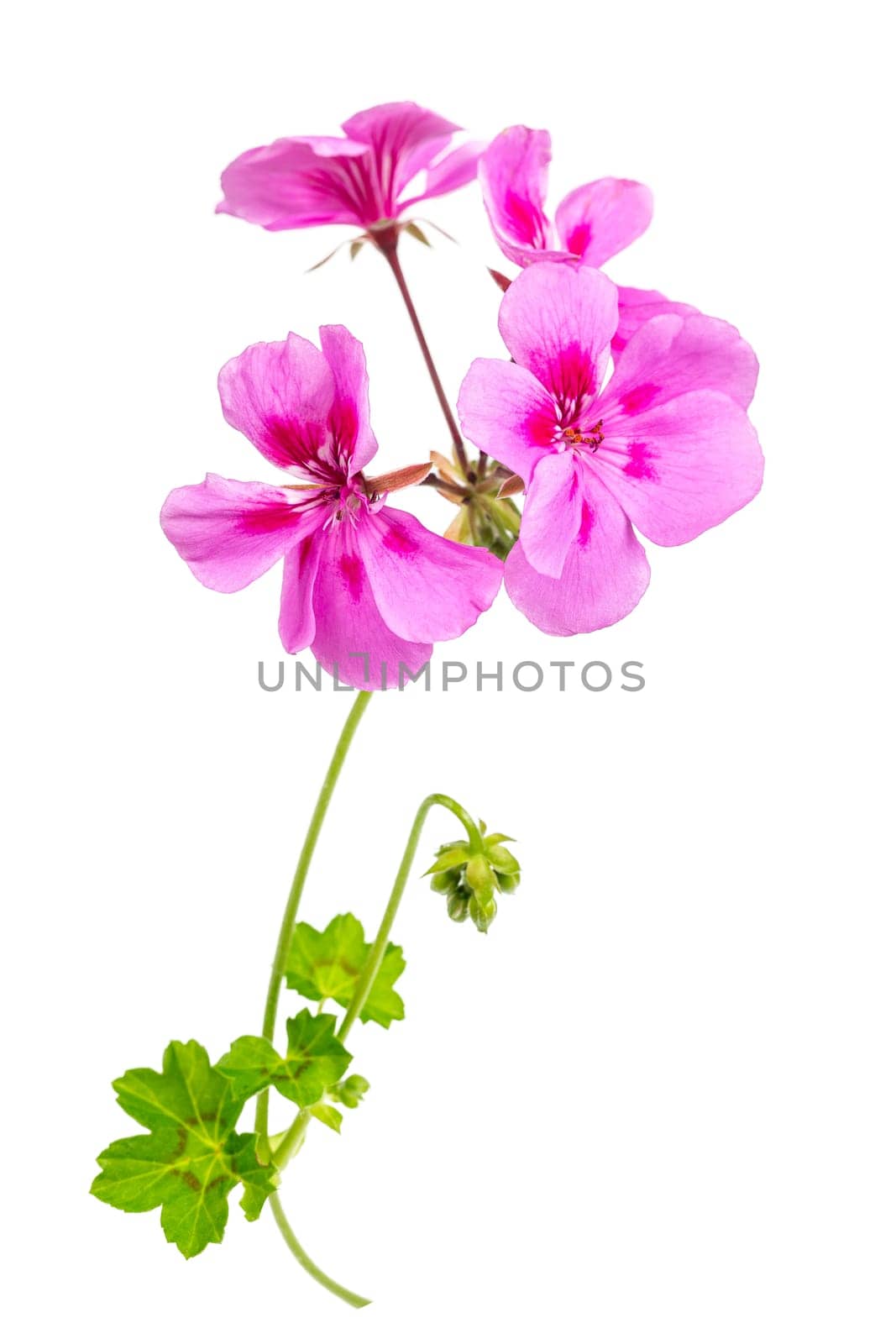 close up pink flowers of rose geranium isolated on a white background by JPC-PROD
