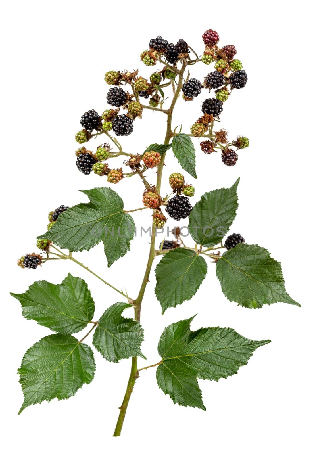 Fresh blackberries A bunch of ripe blackberry fruits on a branch with green leaves. white background. by JPC-PROD