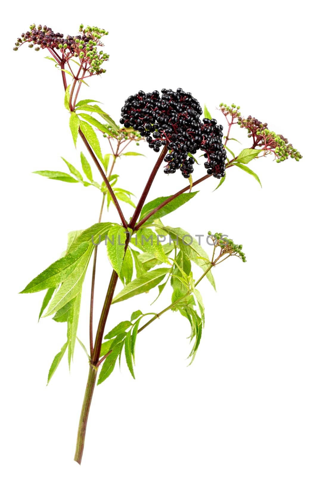 corymb of dwarf elder - sambucus ebulus with black toxic fruits wild plant