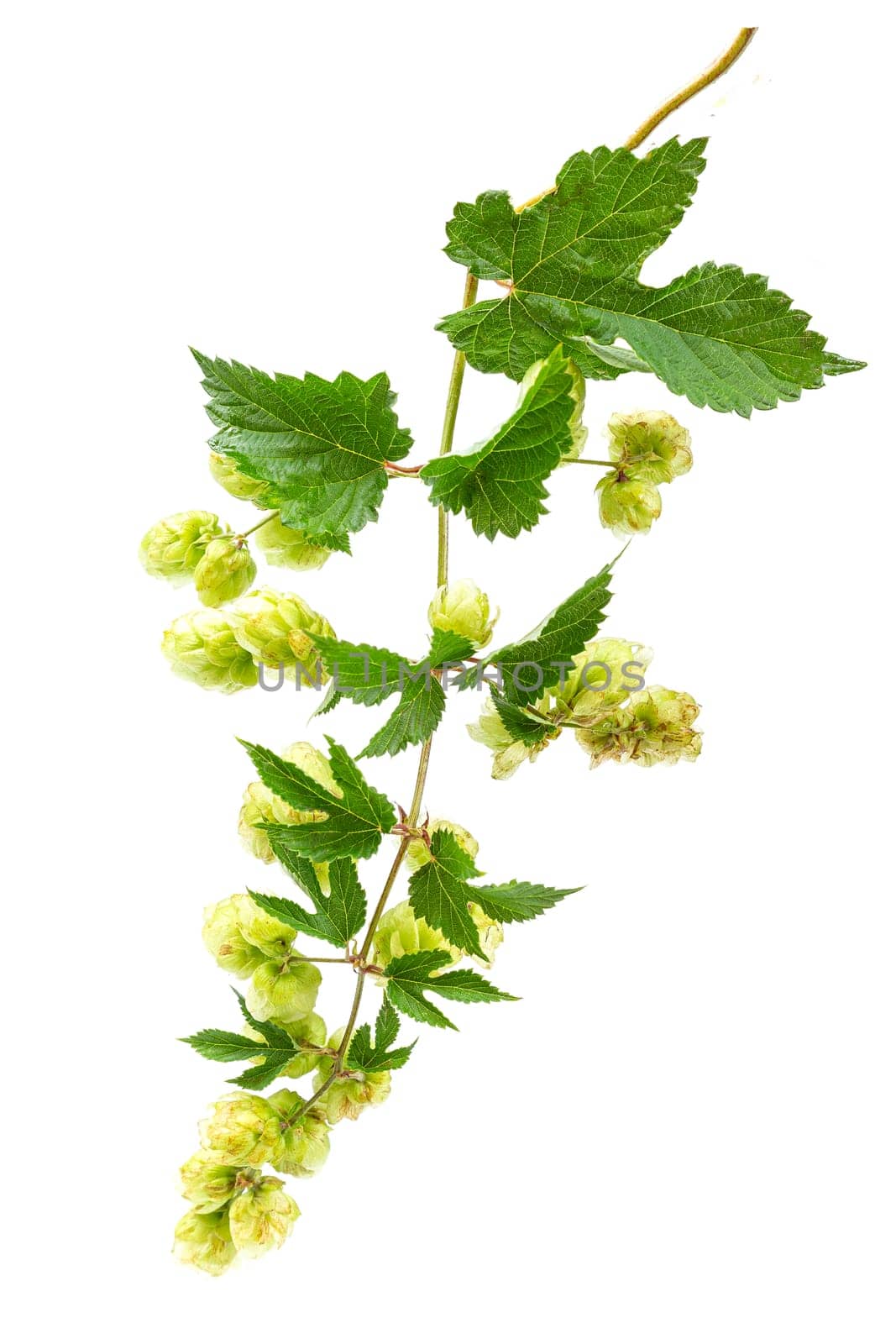 hops branch, isolated on a white background. Hop cones with leaf. Organic Hop Flowers. Close up.