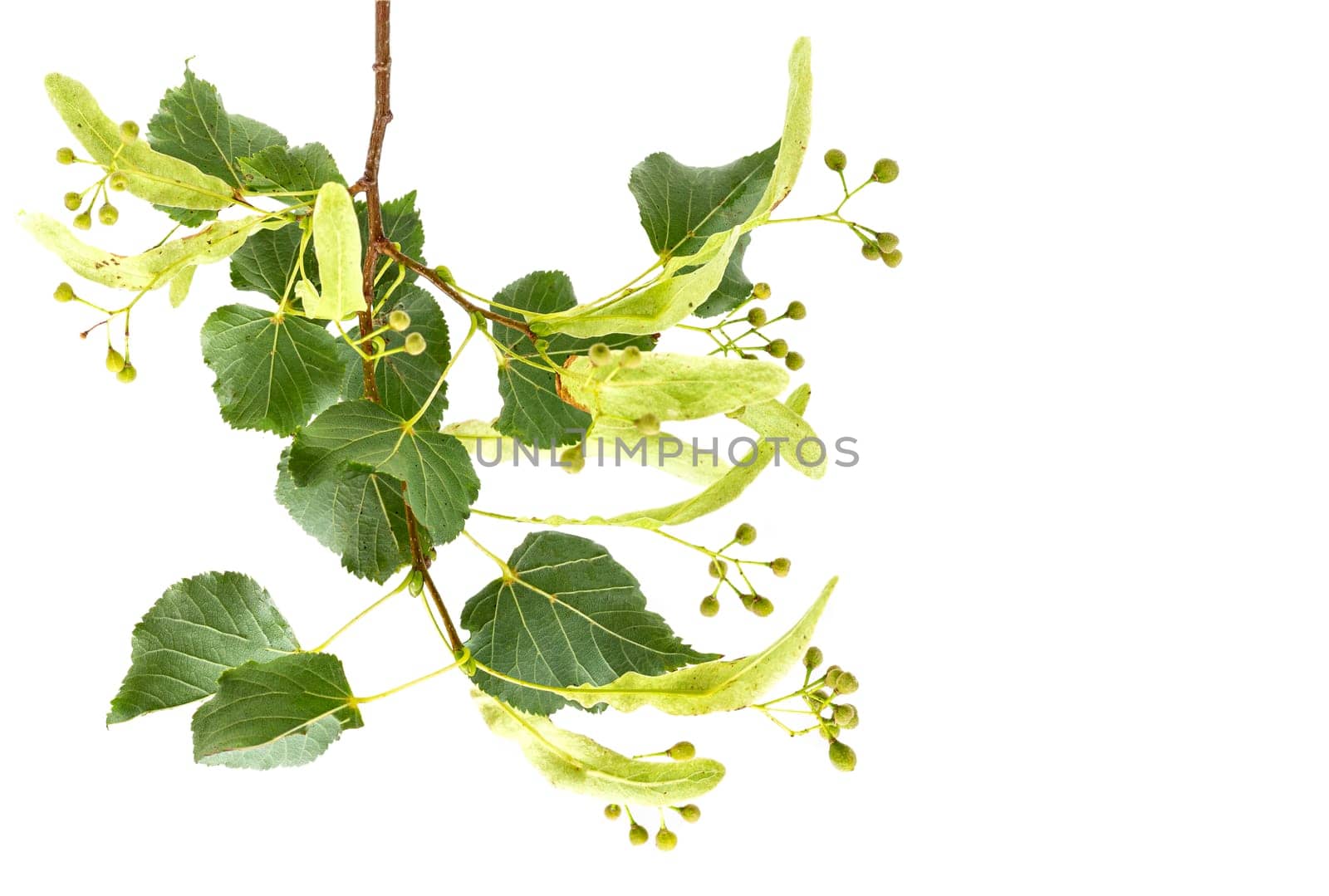 Fresh flowers and leaves of linden or lime-tree isolated on white background