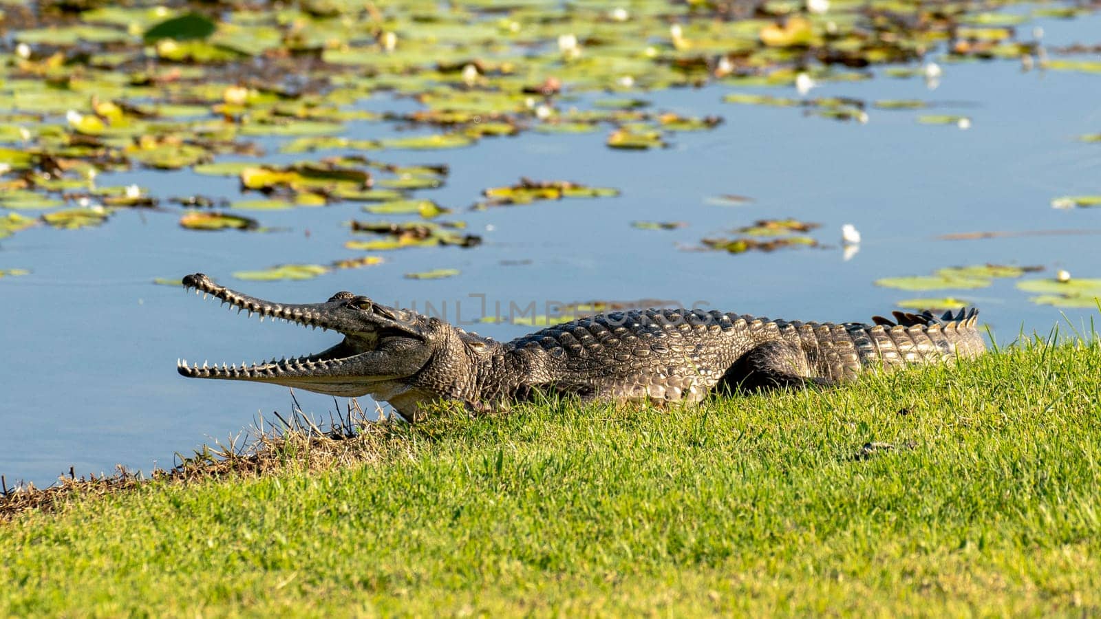 Australian Johnstones freshie croc lays with mouth open to regulate temperature on grass near water.