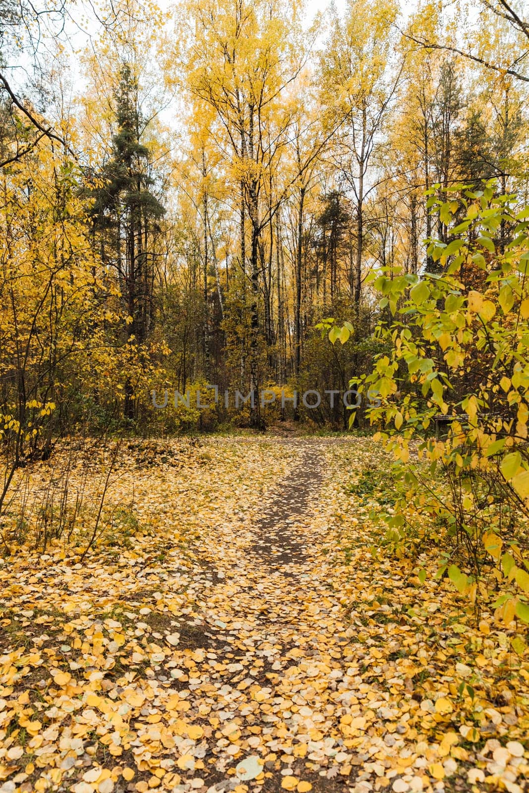 yellow leaves on the ground trees autumn walk nature travel hiking by Simakov