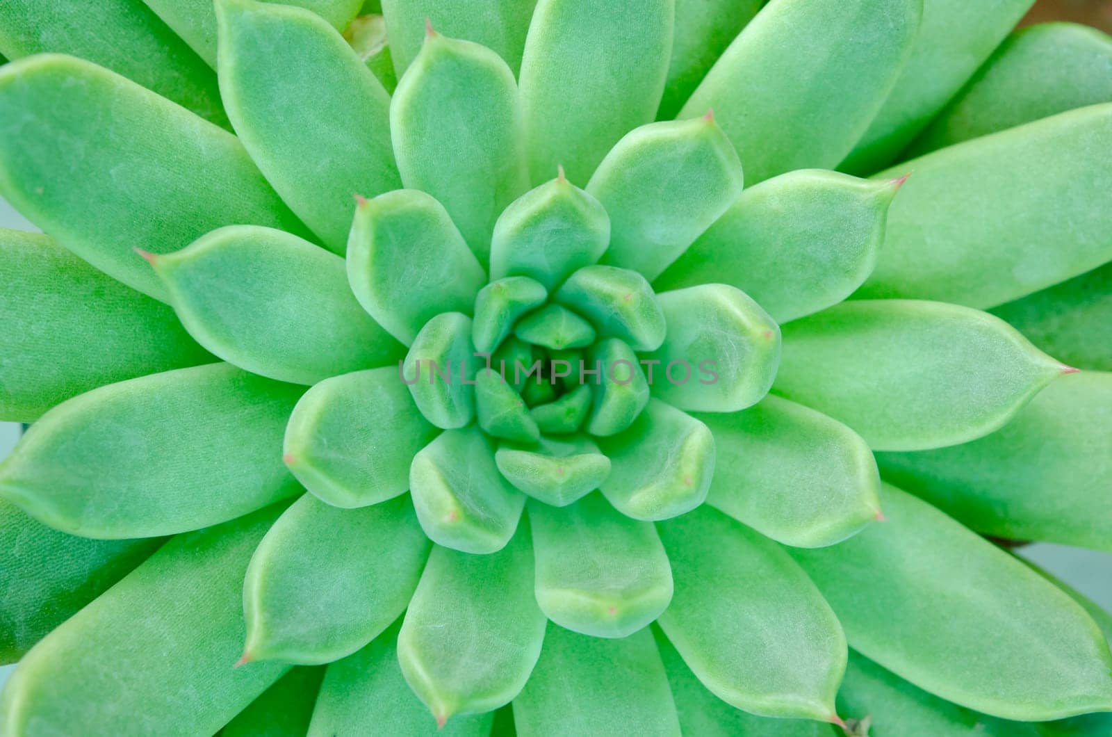 The Succulent plant aeonium arboreum closeup, background. by Gamjai