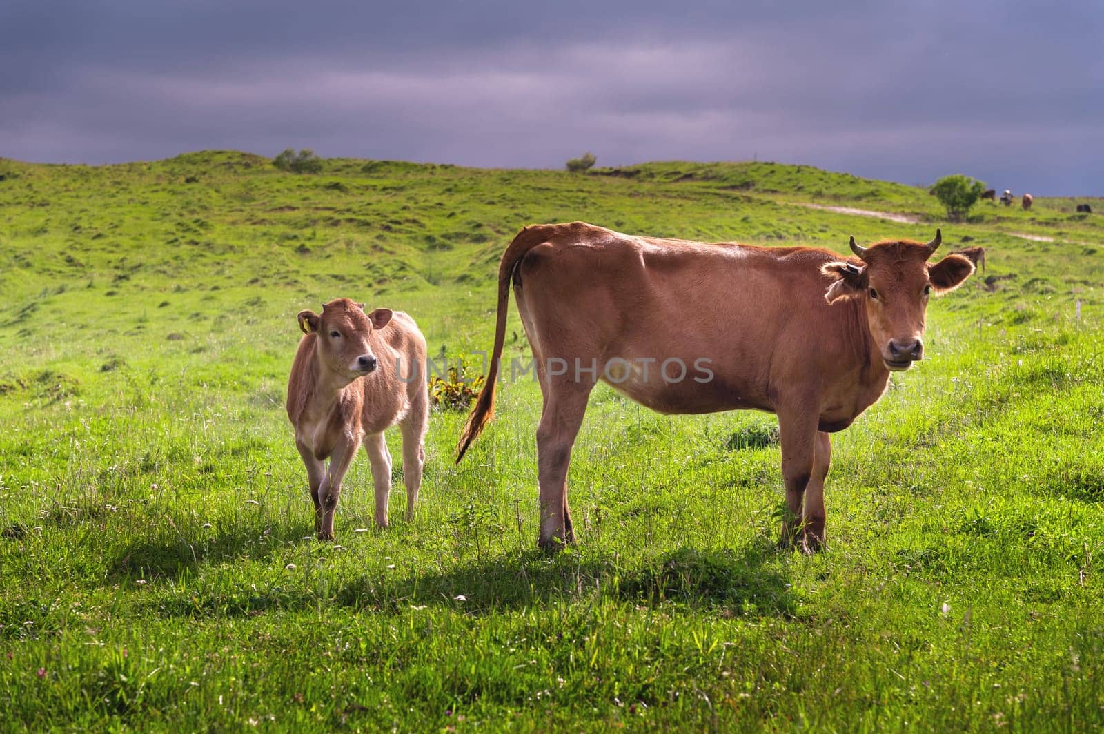 The cow looks into the frame. Cow with calf on green grass pasture. Livestock.