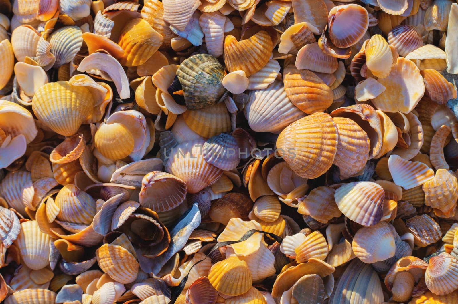 background of sea shells. beach sand from crushed and whole shells close-up, top view.