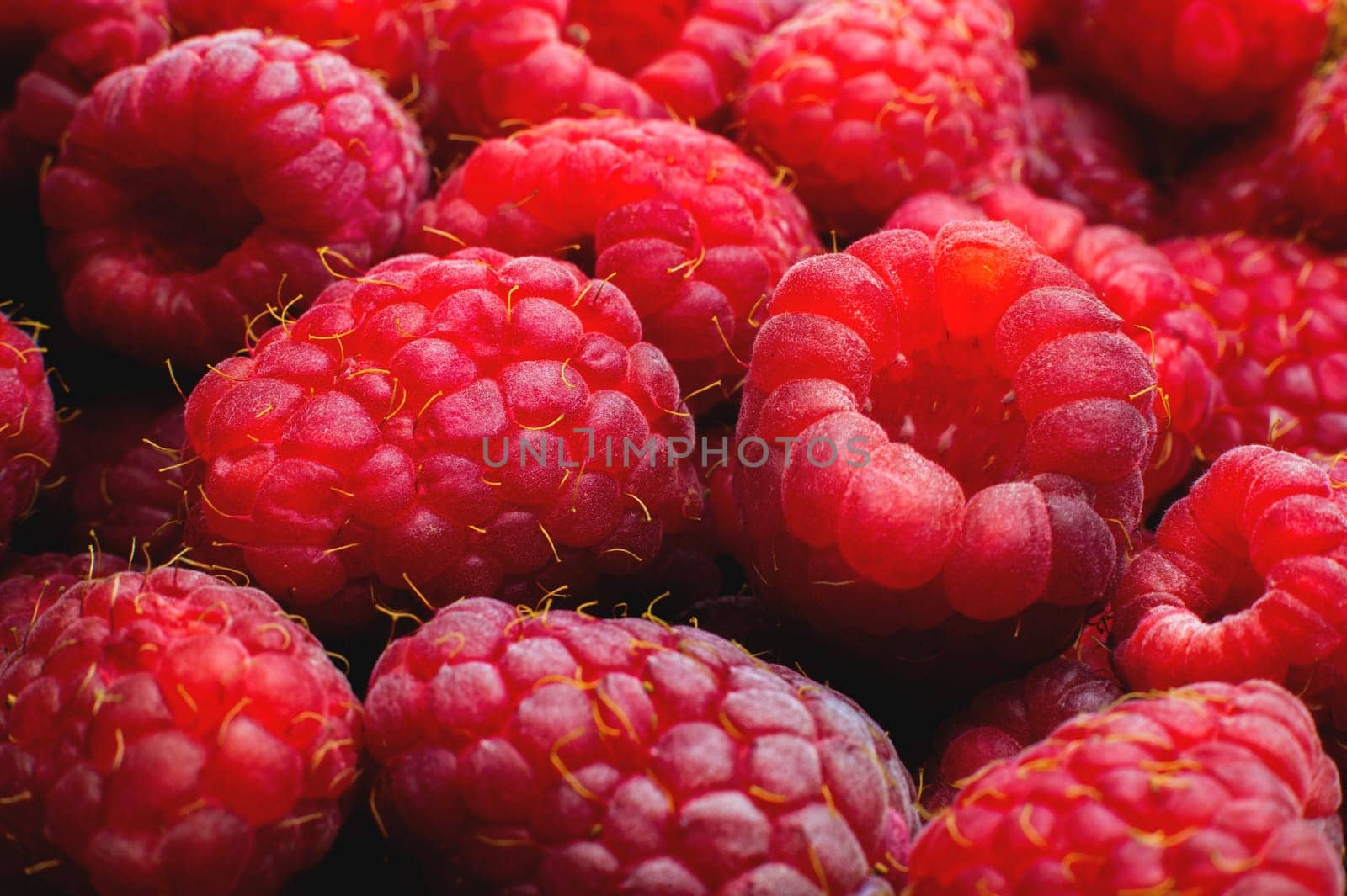 Fresh red rich raspberries in shallow depth of field. Berry juicy background with tasty and healthy food.