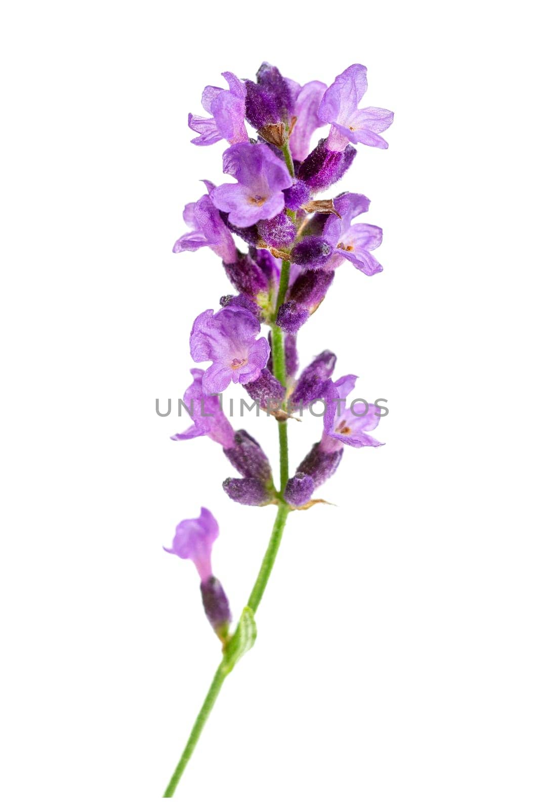 Flower violet lavender herb isolated on white background. by JPC-PROD