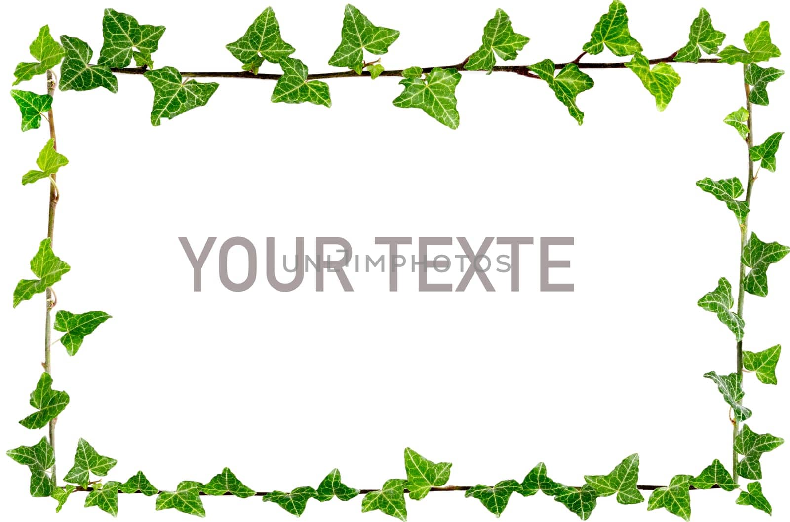 Natural fresh green leaves frame on a white background Copy texte in the middle by JPC-PROD