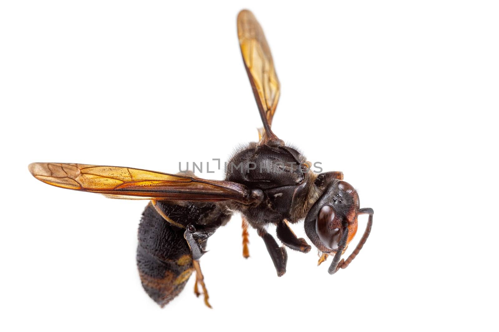 The European Hornet Vespa crabro on white background. Closeup by JPC-PROD