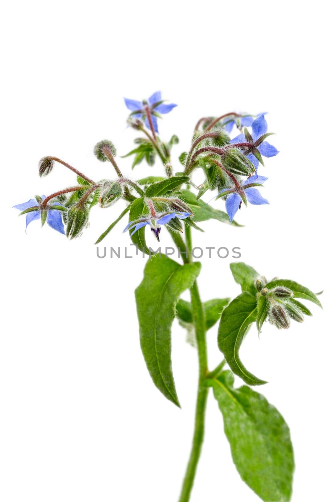 Heap of fresh blue borage flowers for decoration isolated at white background by JPC-PROD