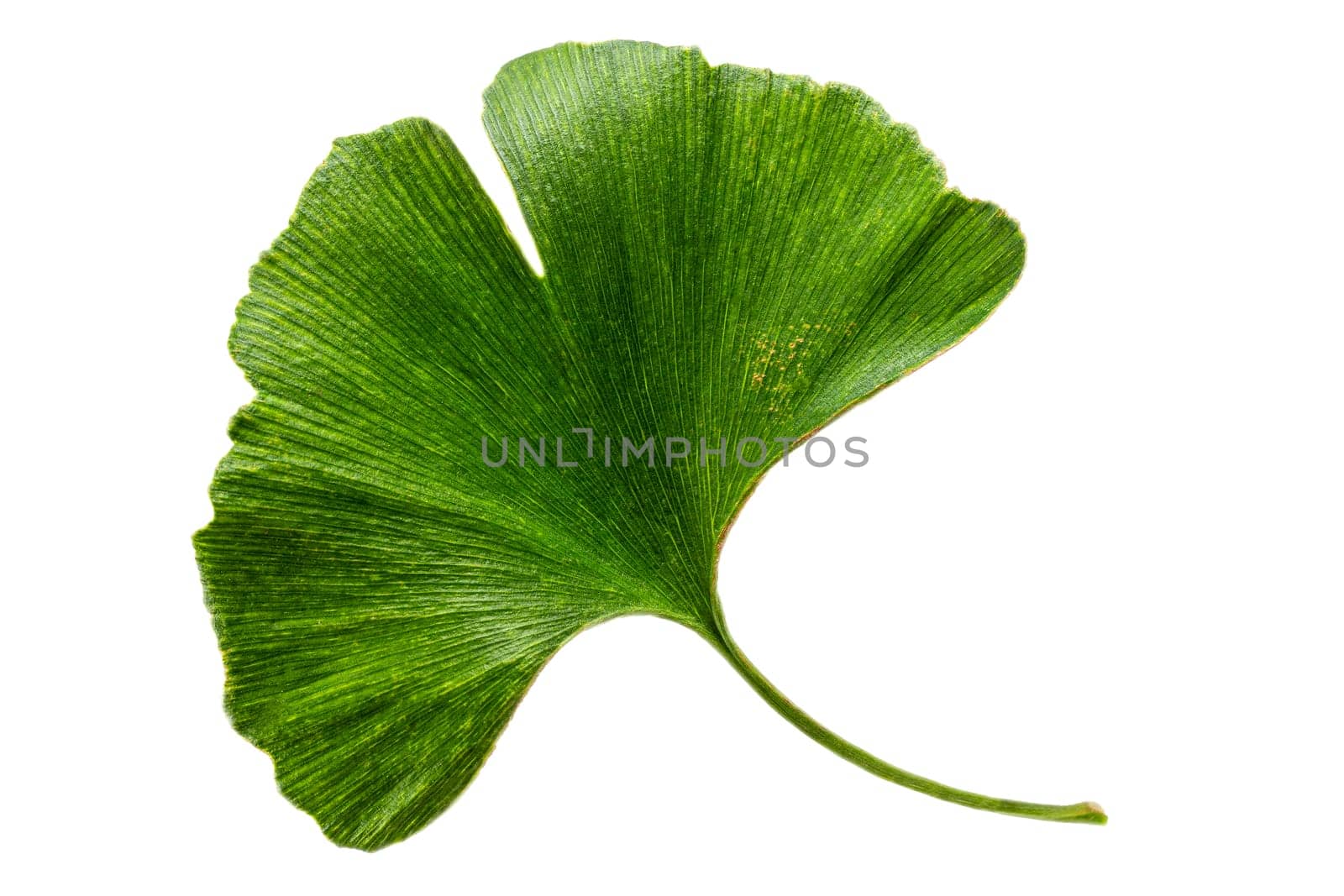fresh leaves of the ginkgo biloba tree as part of natural medicine on white bacground by JPC-PROD