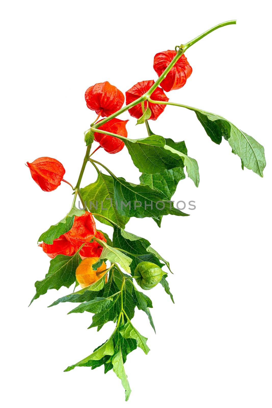 Red physalis alkekengi close-up. Eon wite backgroud. Chinese lantern, Japanese lantern, ground berry. . Medical plant for treatment of various diseases. by JPC-PROD