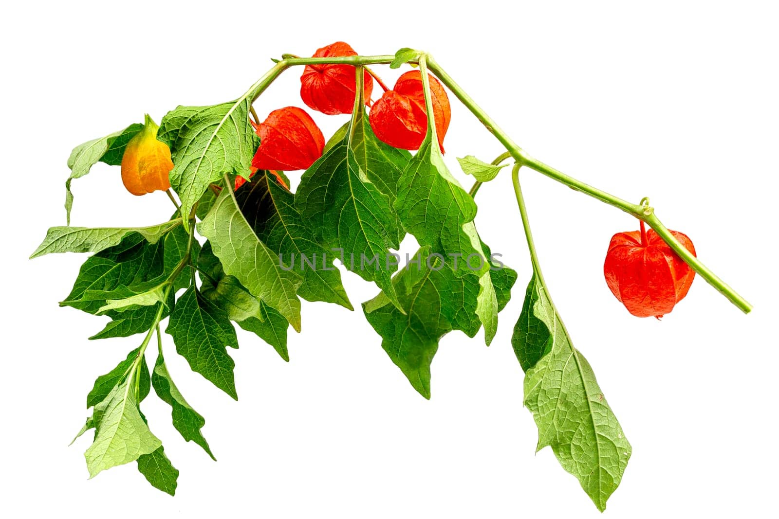 Red physalis alkekengi close-up. Eon wite backgroud. Chinese lantern, Japanese lantern, ground berry. . Medical plant for treatment of various diseases. by JPC-PROD
