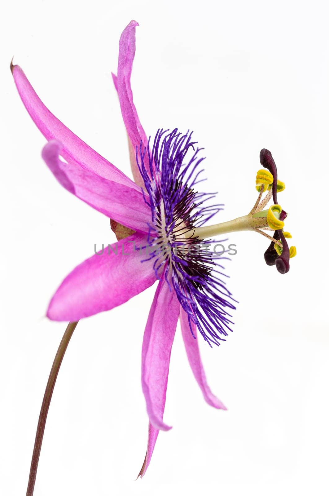 close-up of a passion flower with the botanical name passiflora violacea taken in a studio against white background