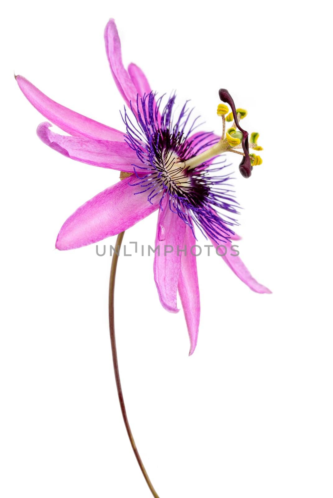 close-up of a passion flower with the botanical name passiflora violacea taken in a studio against white background