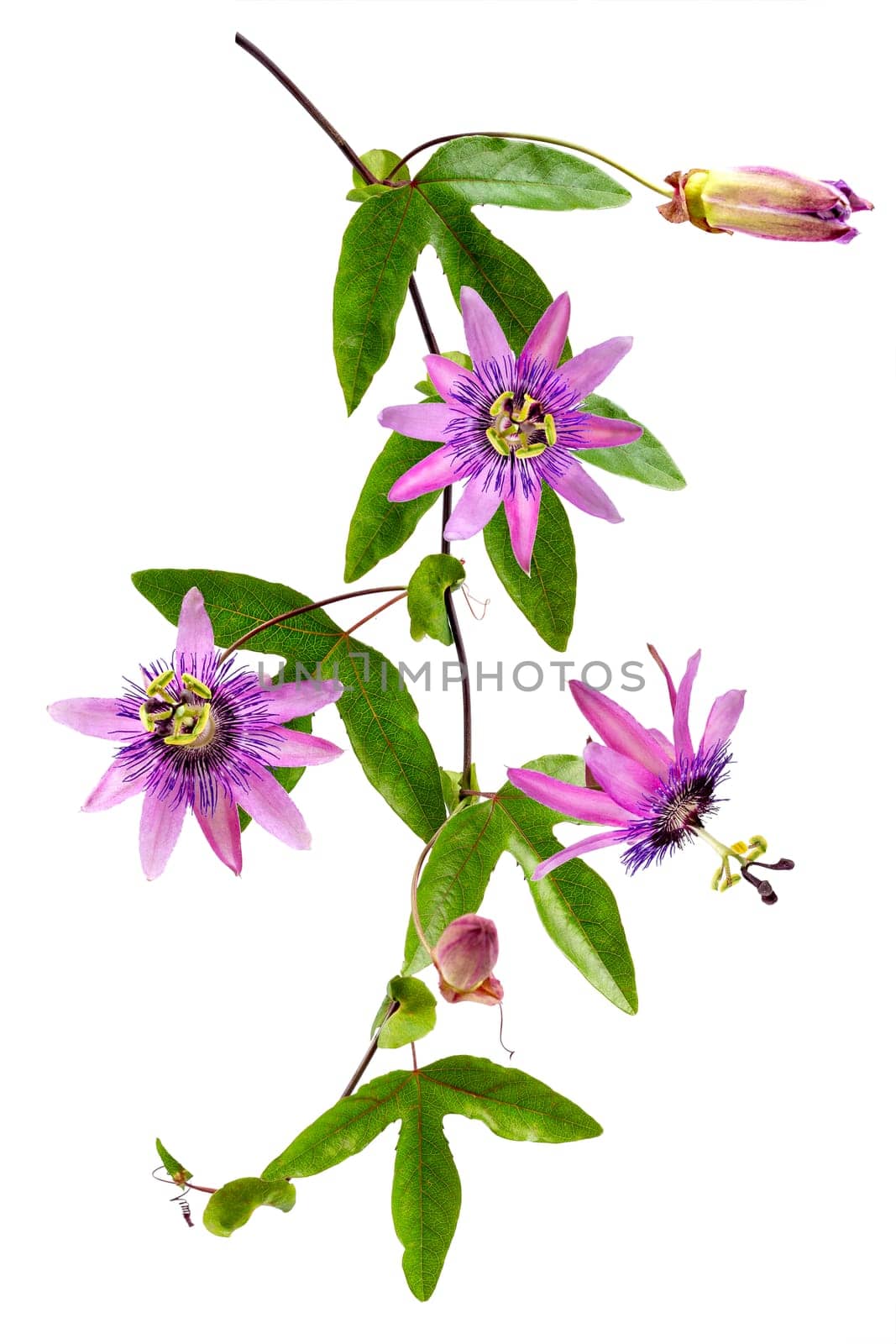 close-up of a passion flower with the botanical name passiflora violacea taken in a studio against white background