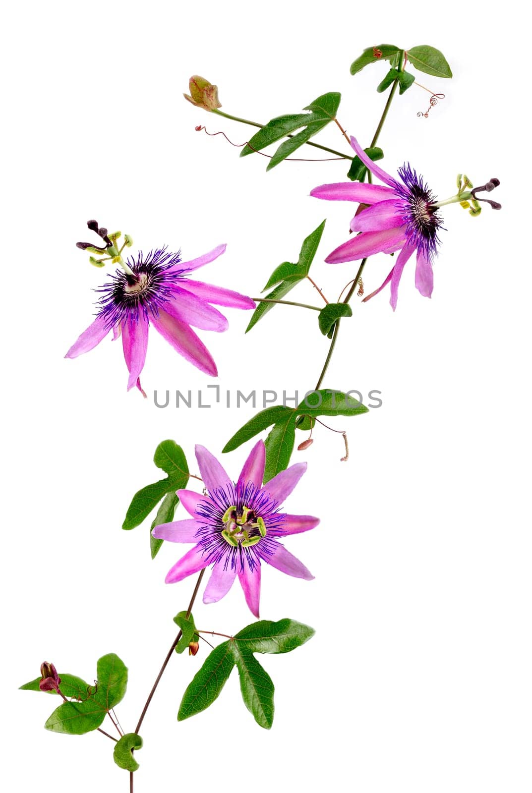 Detailed close-up of a passion flower with the botanical name passiflora violacea taken in a studio against white background by JPC-PROD
