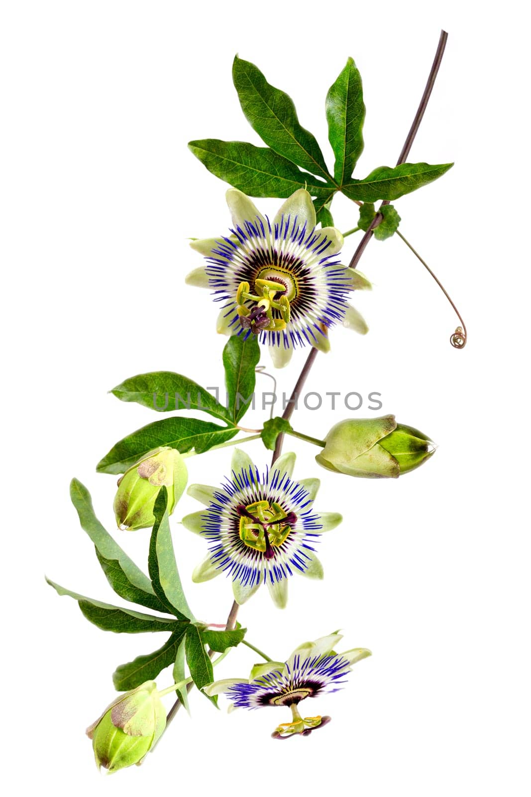 Passion Flower (Passiflora caerulea) . Beautiful passion fruit flower or Passiflora (Passifloraceae) over white background