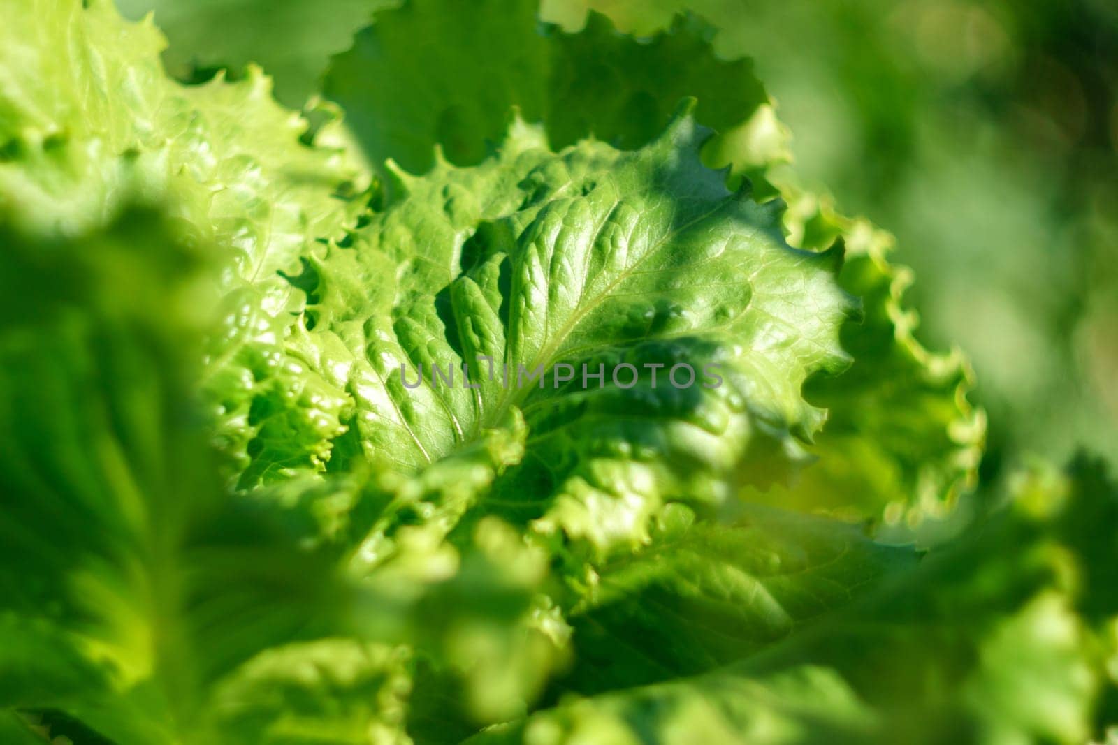 Farmer freshly harvested salad leaves, vegetables from local farming, organic produce, harvest by darksoul72