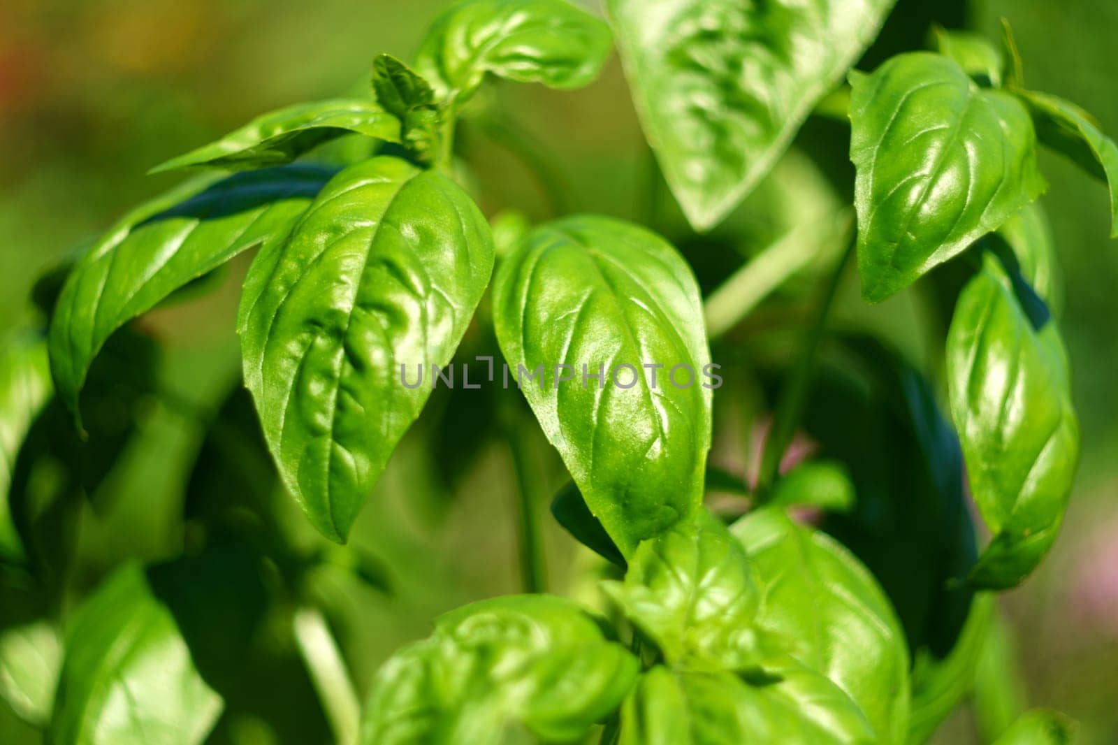 Harvesting basil, local movement, clean food, organic gardening cultivation