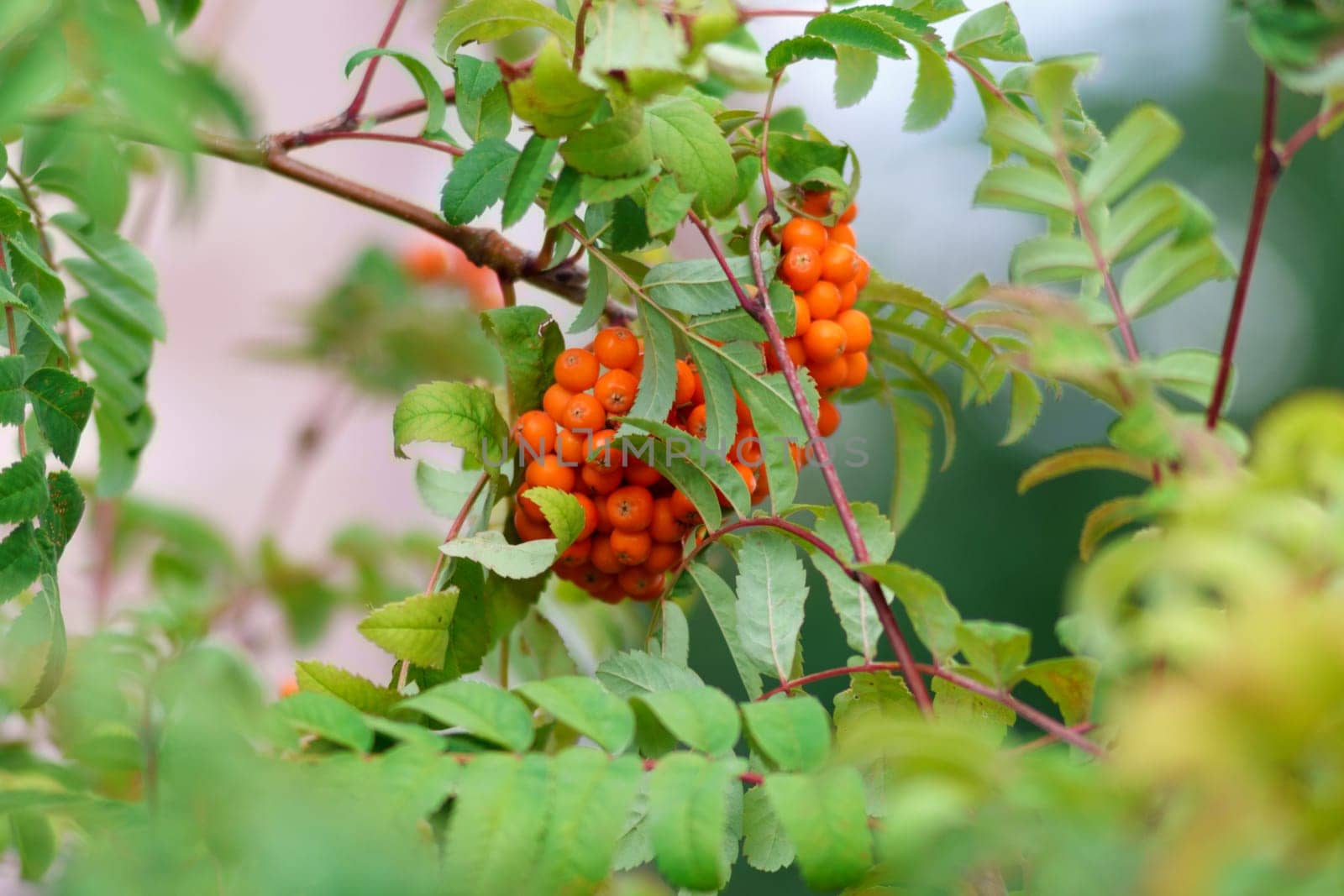 Rowan branch with a bunch of red ripe berries. Sorbus aucuparia tree close up by darksoul72