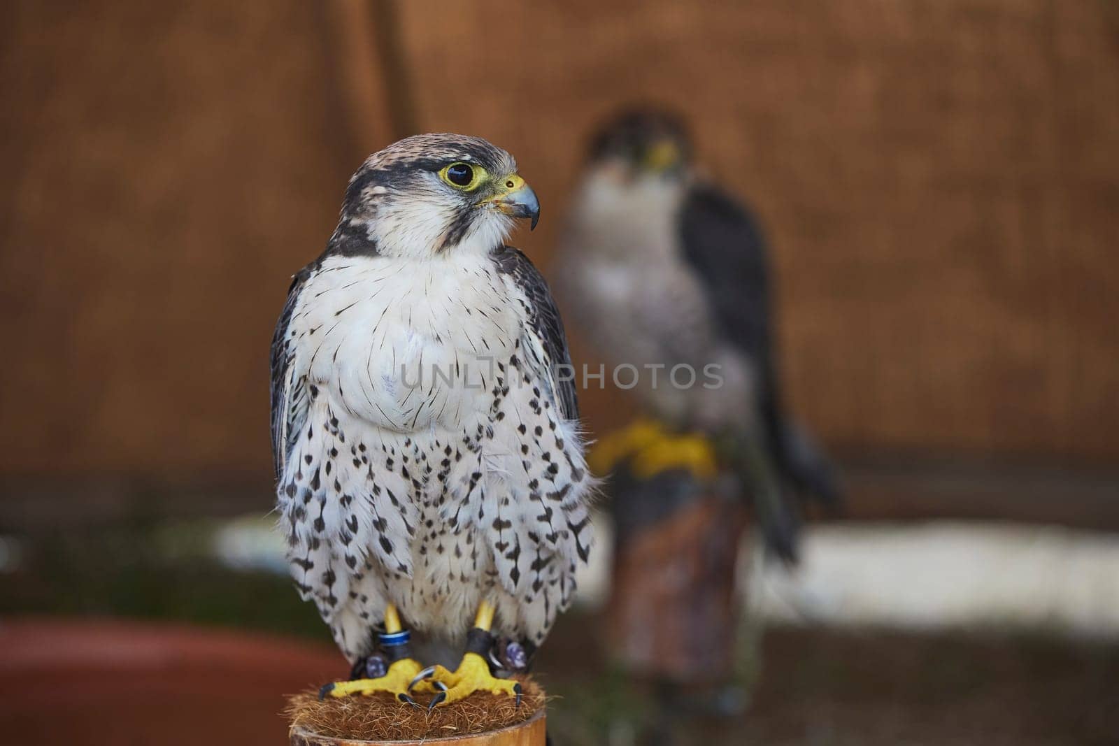 Bird of prey at a Viking festival in Denmark.