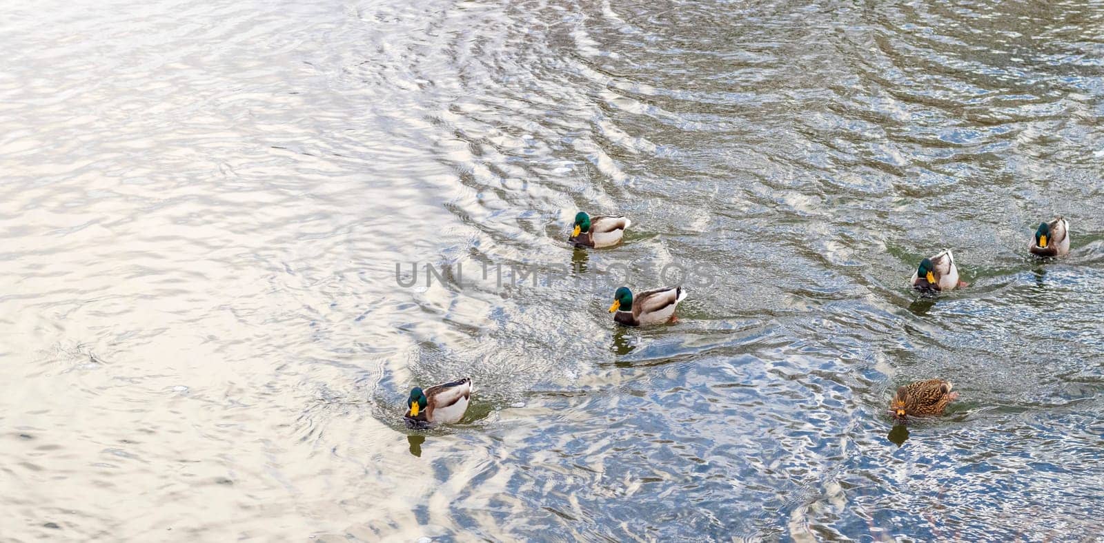 Close up shot of the ducks in the pond