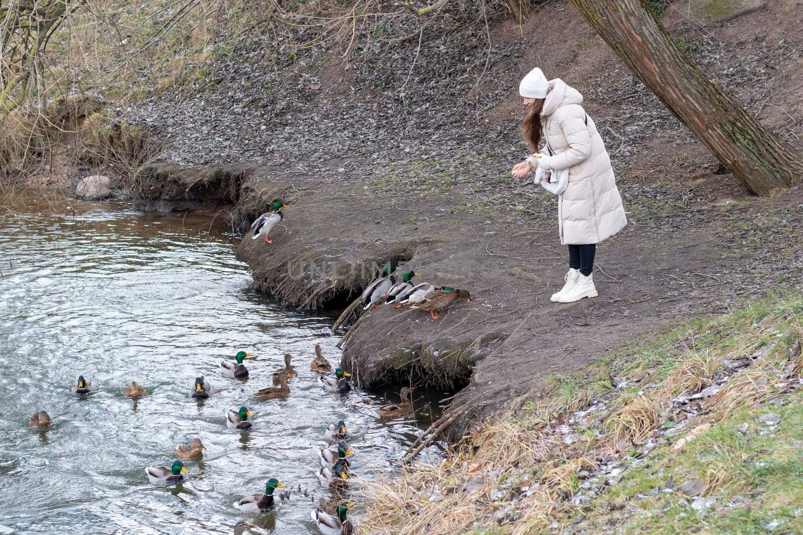 Woman in the winter coat feeding ducks in the pond