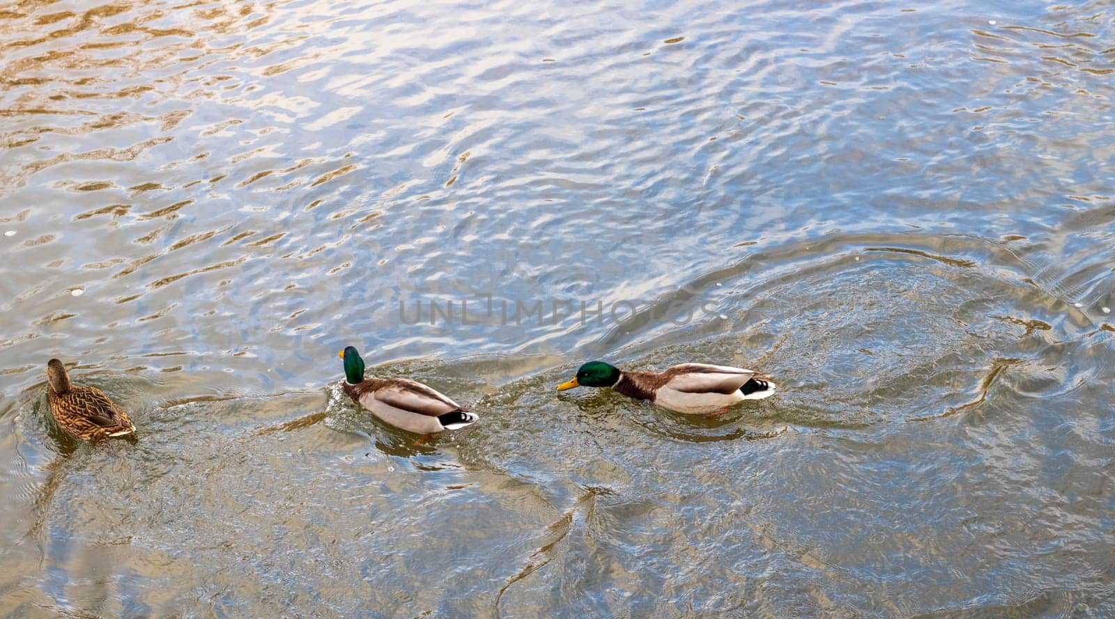 Close up shot of the ducks in the pond
