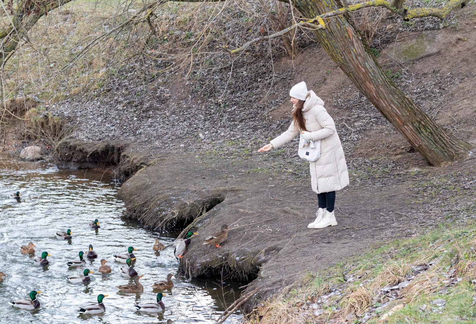 Woman in the winter coat feeding ducks in the pond