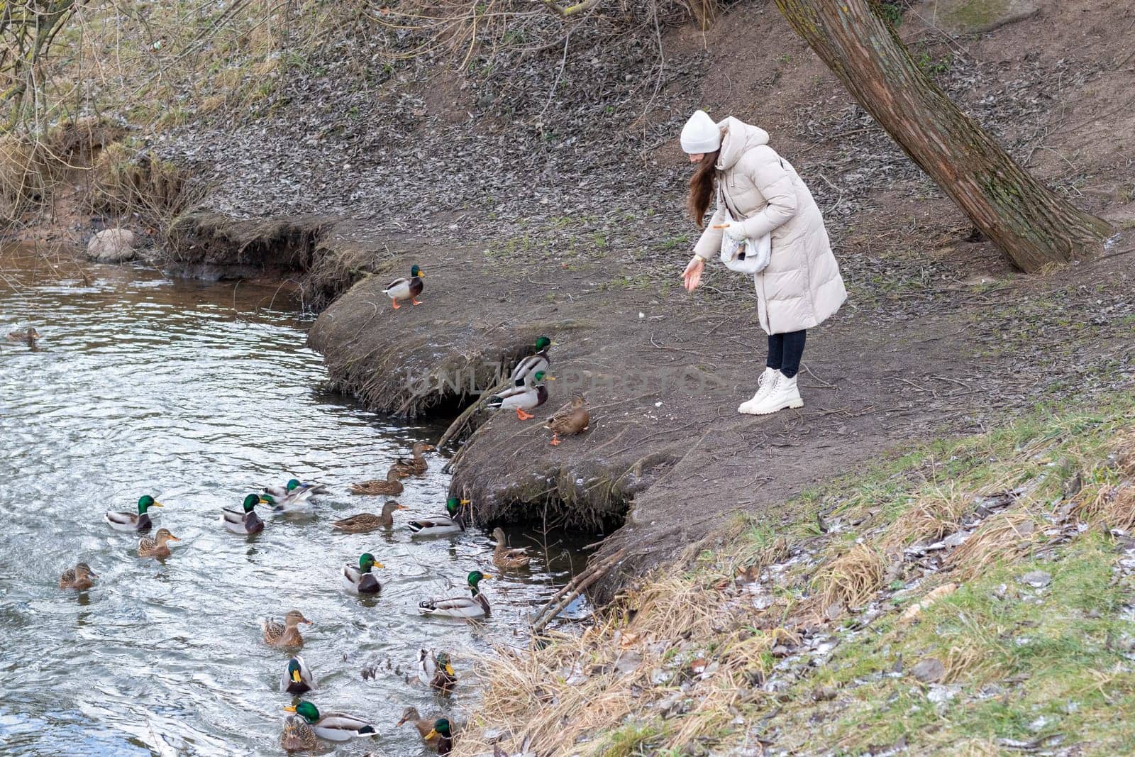 Woman in the winter coat feeding ducks in the pond