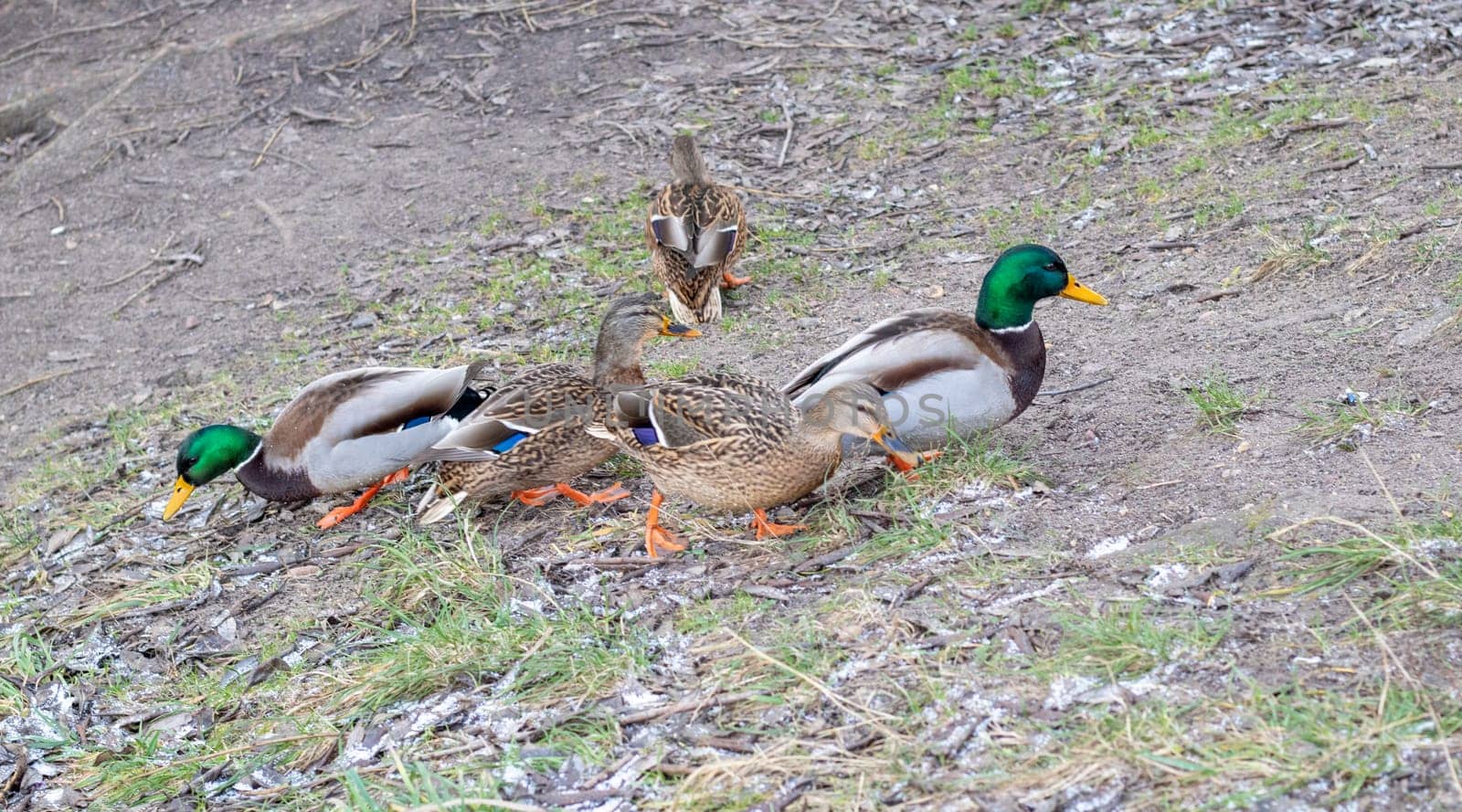Close up shot of the ducks in the pond