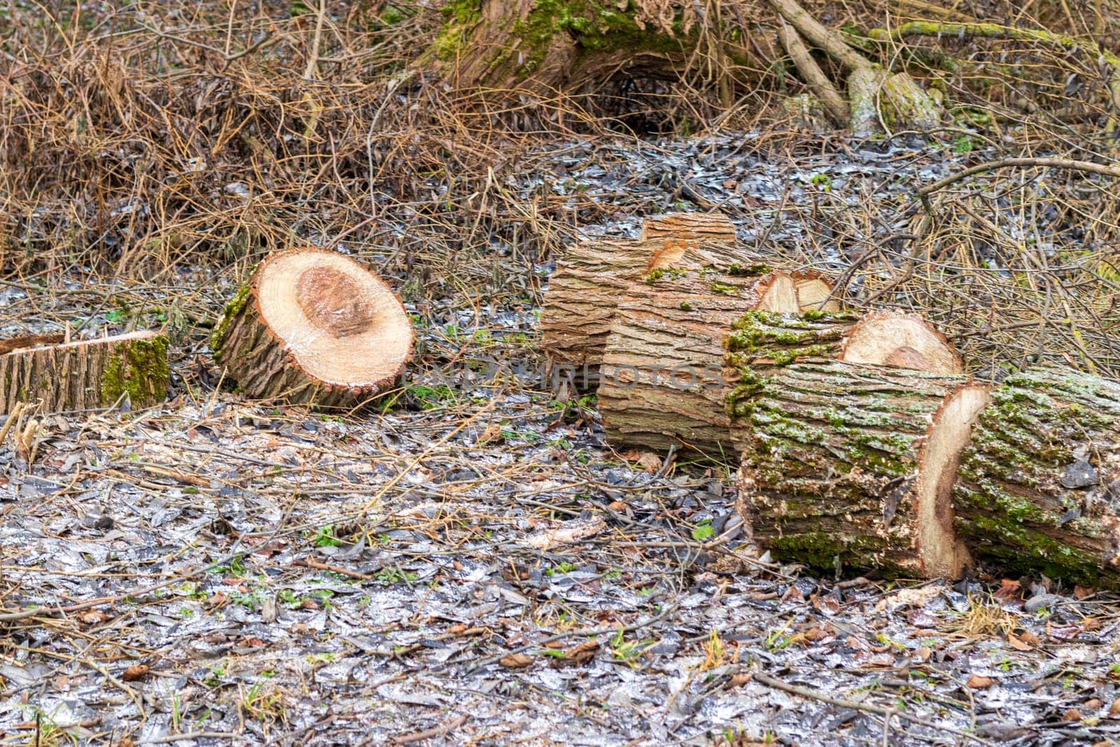 Close up shot of the wooden cut logs