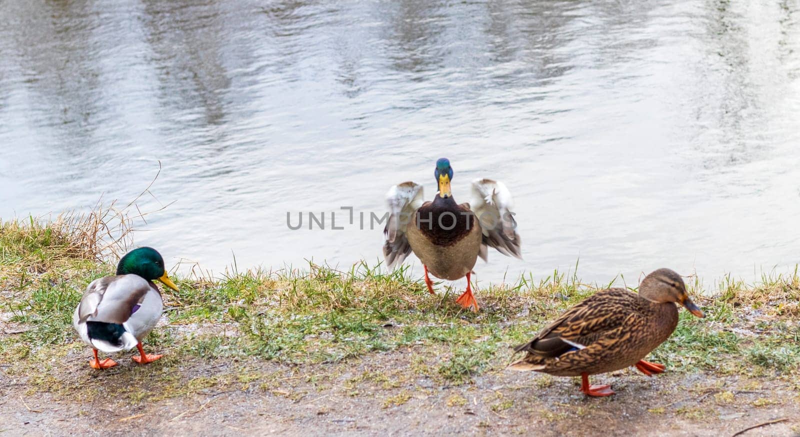 Close up shot of the ducks in the pond